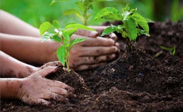 How to Change your Company and Do it Well…with Carbon Offsetting